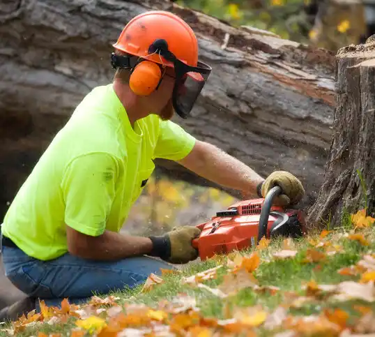 tree services Mattituck